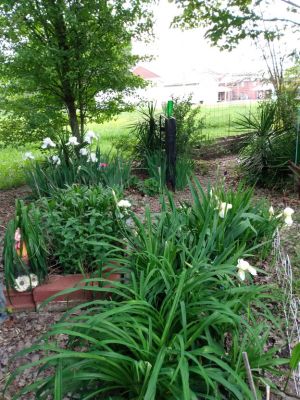 Winter Weeds Bigger Roots, Easy Removal