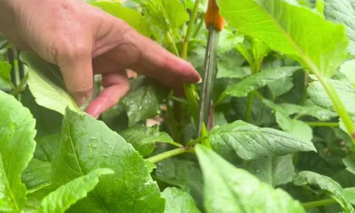 Winter Weeds Bigger Roots, Easy Removal