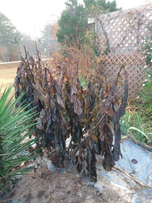 Winter Weeds Bigger Roots, Easy Removal