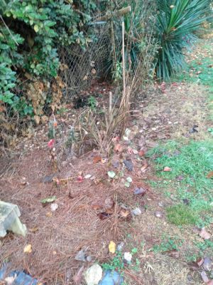 Winter Weeds Bigger Roots, Easy Removal