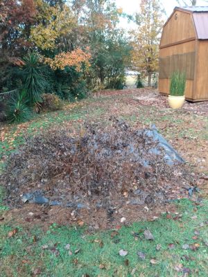 Winter Weeds Bigger Roots, Easy Removal
