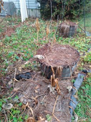 Winter Weeds Bigger Roots, Easy Removal