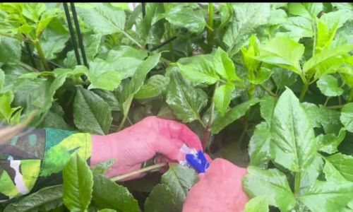 Winter Weeds Bigger Roots, Easy Removal