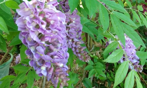 Vines Create Vertical Floral Appeal