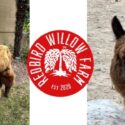 Anniston Farm Seeks Community’s Help in Locating Missing Alpaca ‘Chappy’