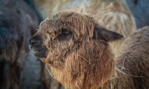 Anniston Farm Seeks Community&rsquo;s Help in Locating Missing Alpaca &lsquo;Chappy&rsquo;
