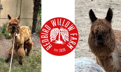 Anniston Farm Seeks Community’s Help in Locating Missing Alpaca ‘Chappy’