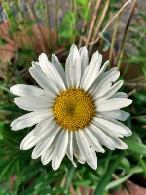 Treasured Seeds Increase Beauty In Landscaping