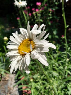 Treasured Seeds Increase Beauty In Landscaping
