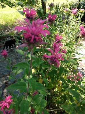 Treasured Seeds Increase Beauty In Landscaping