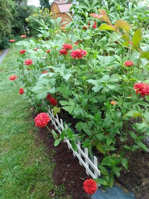 Treasured Seeds Increase Beauty In Landscaping