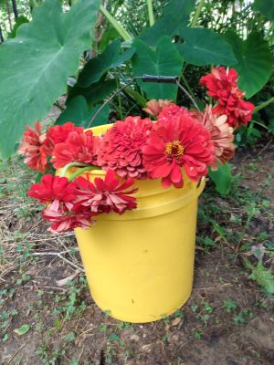 Treasured Seeds Increase Beauty In Landscaping