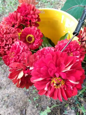 Treasured Seeds Increase Beauty In Landscaping