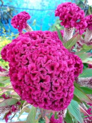 Treasured Seeds Increase Beauty In Landscaping