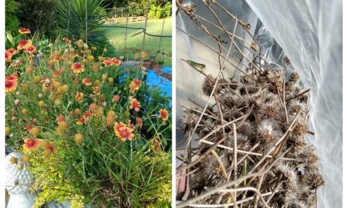 Treasured Seeds Increase Beauty In Landscaping
