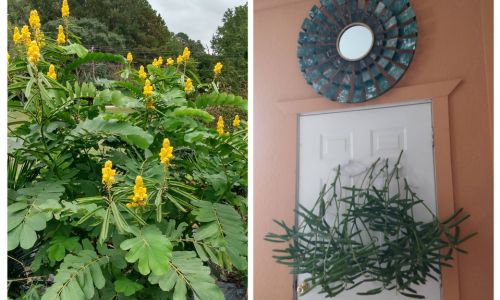 Treasured Seeds Increase Beauty In Landscaping