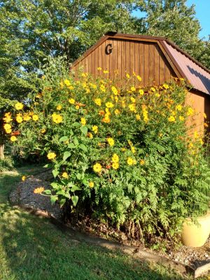 Treasured Seeds Increase Beauty In Landscaping