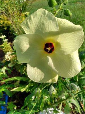 Treasured Seeds Increase Beauty In Landscaping