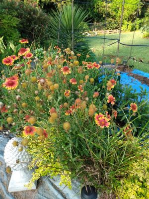 Treasured Seeds Increase Beauty In Landscaping