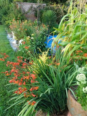 Treasured Seeds Increase Beauty In Landscaping