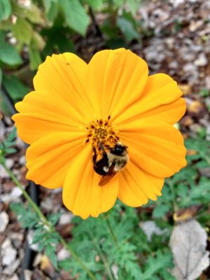 Treasured Seeds Increase Beauty In Landscaping