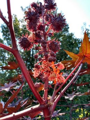 Treasured Seeds Increase Beauty In Landscaping