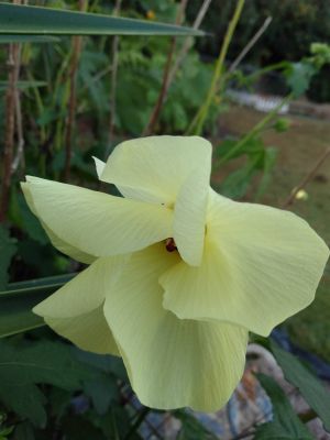 Treasured Seeds Increase Beauty In Landscaping