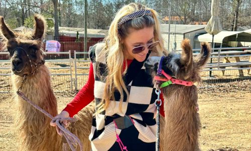 5th annual LLAMAPALOOZA