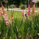 Gladiolus