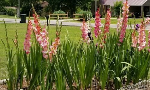 Gladiolus