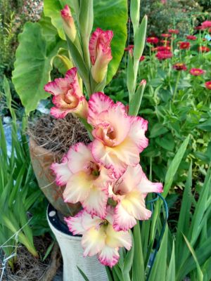 Gladiolus
