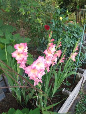 Gladiolus