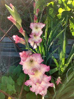 Gladiolus