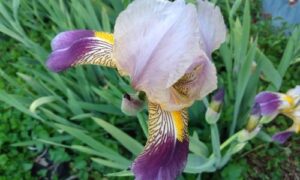 Iris Blooms