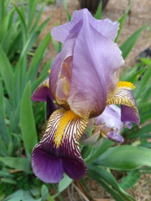 Iris Blooms