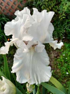 Iris Blooms