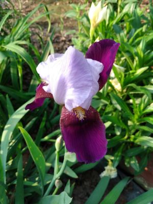 Iris Blooms