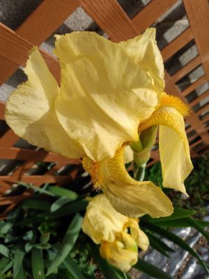 Iris Blooms