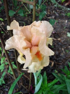 Iris Blooms