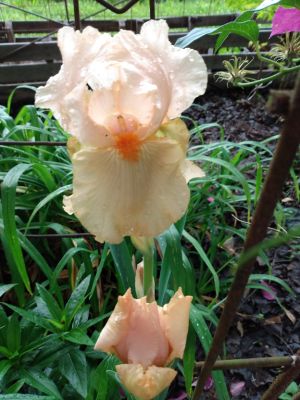 Iris Blooms