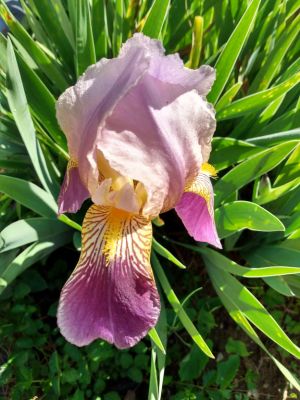 Iris Blooms