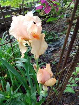 Iris Blooms
