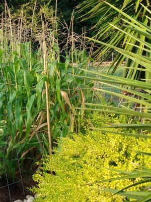 Country Cottage Landscape Ideas