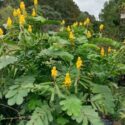 Country Cottage Landscape Ideas