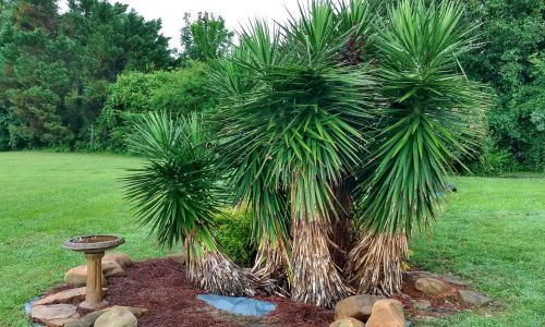 Country Cottage Landscape Ideas