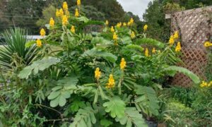 Country Cottage Landscape Ideas