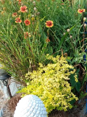 Country Cottage Landscape Ideas
