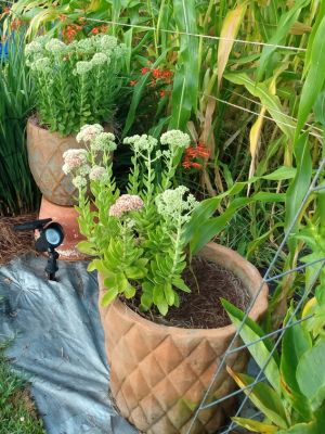 Country Cottage Landscape Ideas