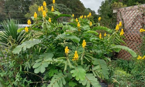 Country Cottage Landscape Ideas