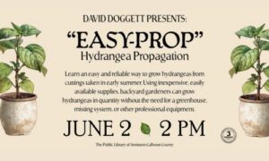 David Doggett Presents Easy-Prop Hydrangea Propagation
